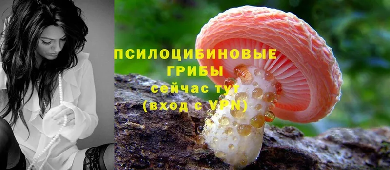 сайты даркнета какой сайт  купить   Тверь  Галлюциногенные грибы MAGIC MUSHROOMS 